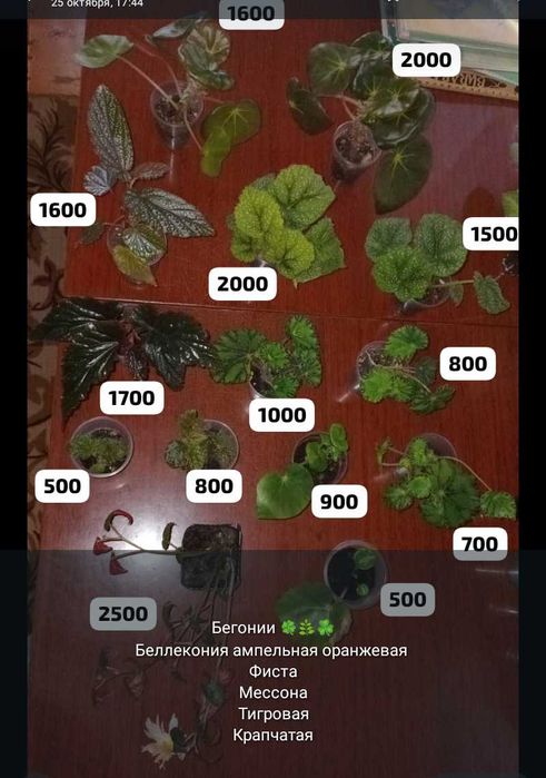 Разные  отростки комнатных цветов