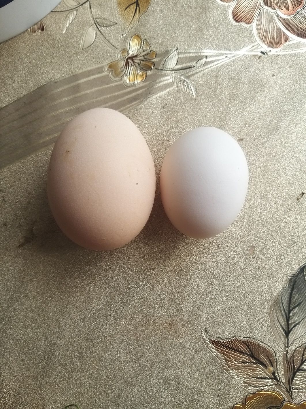Ouă de găină și ouă de găină americană