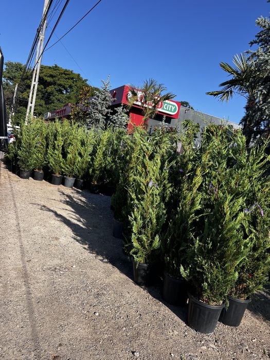 Chiparos Leylandii pentru gard viu.
