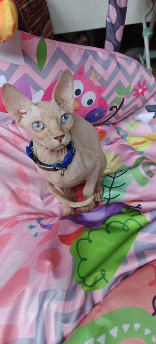 Мъжко Коте Канадски Сфинкс