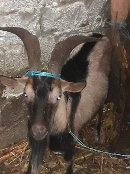 Vand țap alpin francez