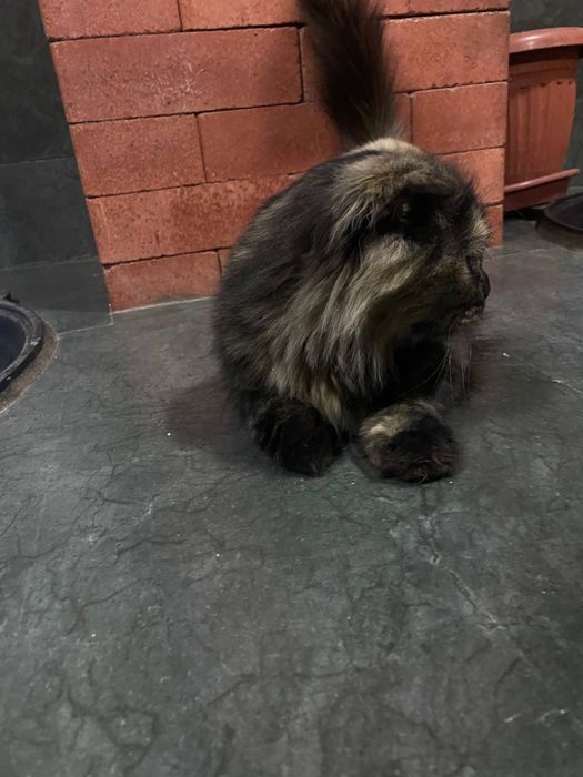 Чорние пушисть домашние кот