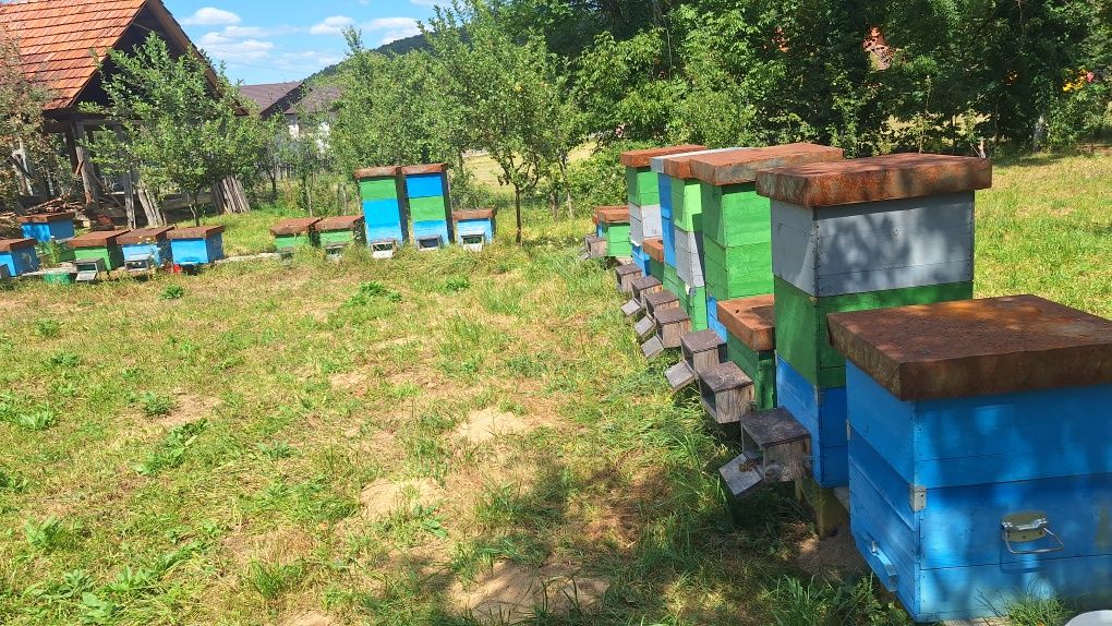 Lazi pentru albine/stupi