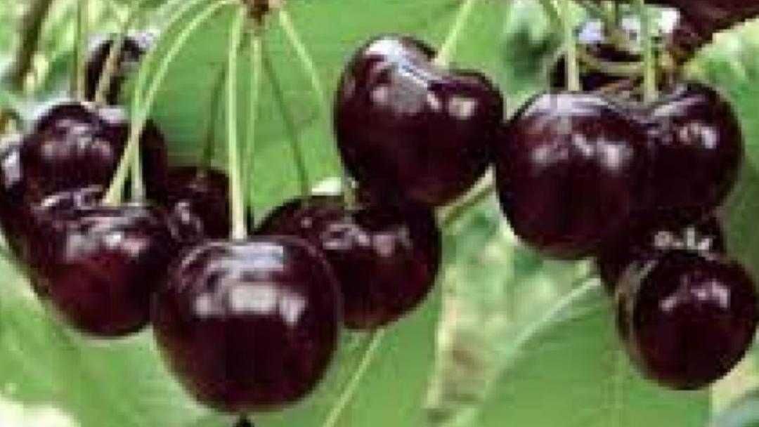 Nuci,Paulownia,MEri,Afini,rodiu,kaki.Prun.Visin.Mar.Cires.Aronia.Soc