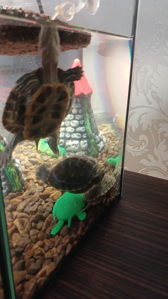 Продам 3-х черепах с аквариумом