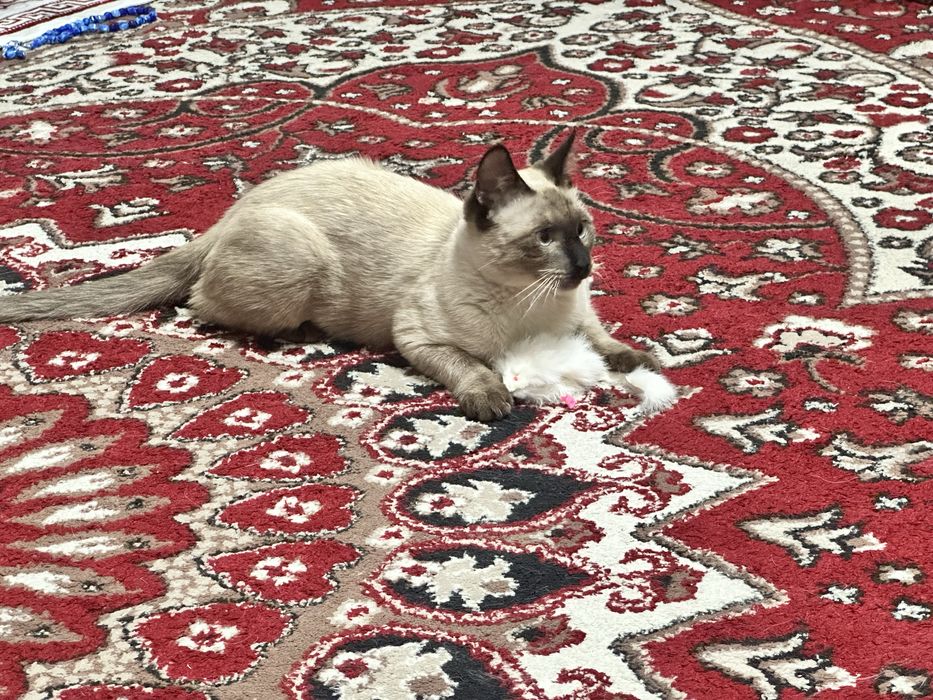 Mushuk sotiladi, кот продается.