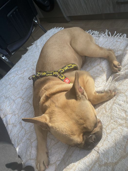 Френски булдог разплод мъжко