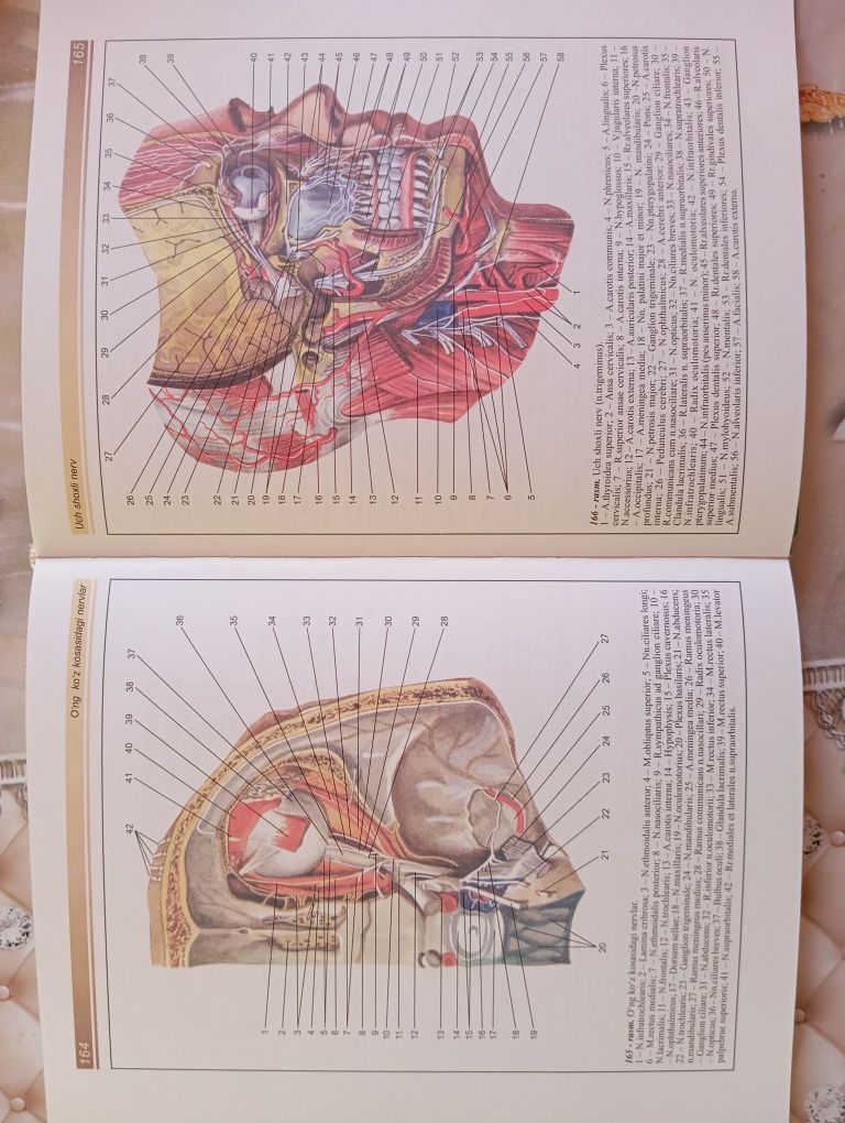 Atlas Odam Anatomiyasi sotiadi