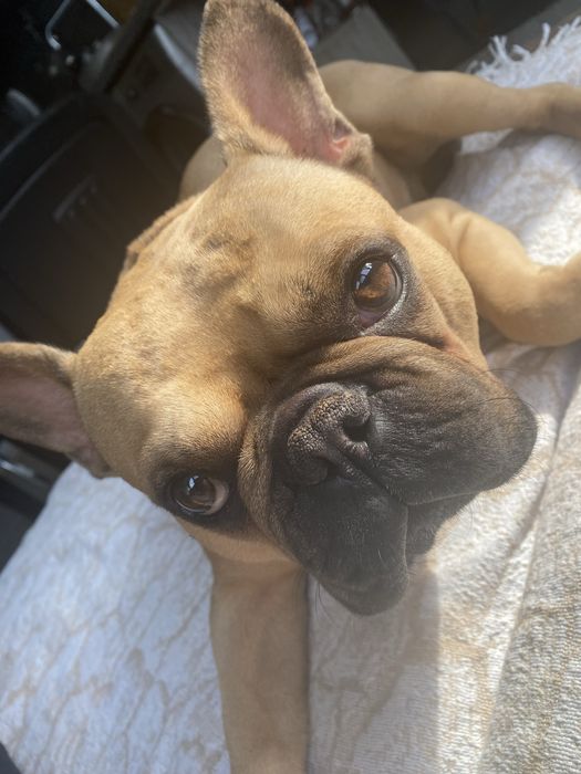 Френски булдог разплод мъжко