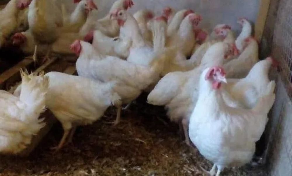 Продажа курей несушек