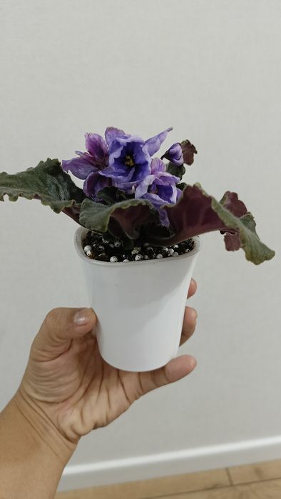 Фиалка безымяшка