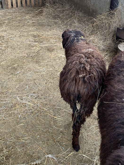 Кой баран қой асырауға