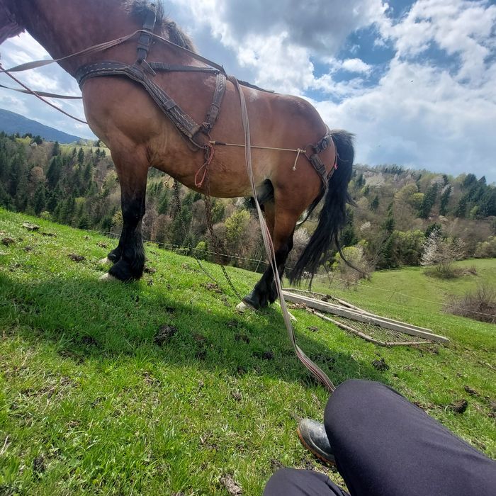 Se vinde cal foarte cuminte