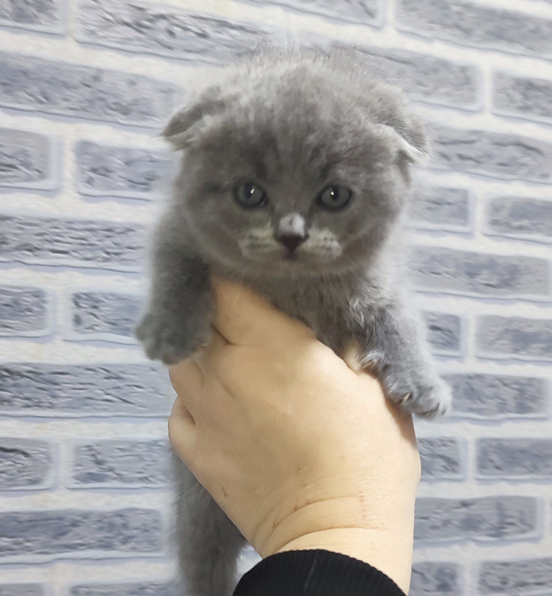 Продаются котята
