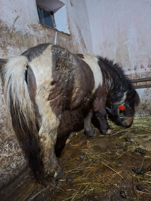 Ponei armăsar talie mică