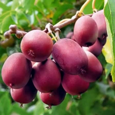 Kiwi (Soiul Ken 's Red )