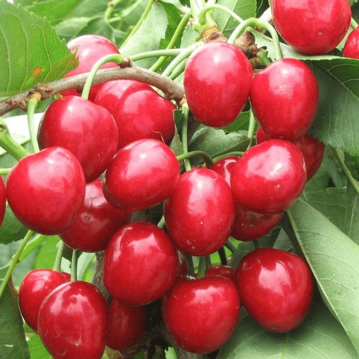 Cires Soiul Ferrovia