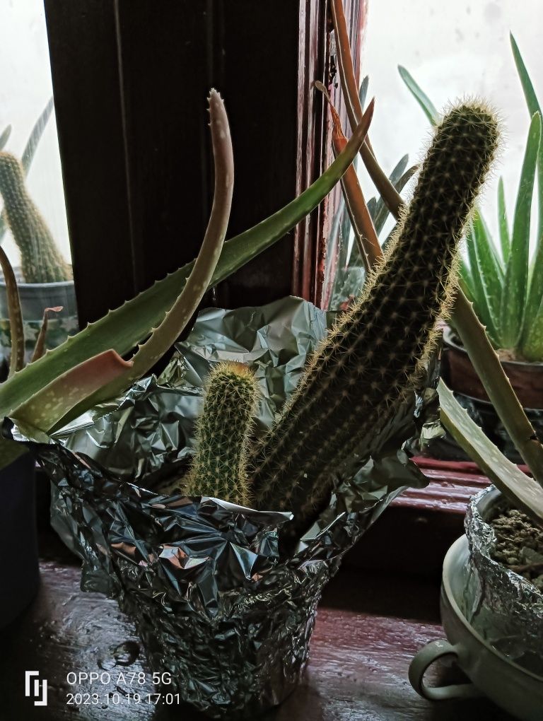 plante decor Cactus