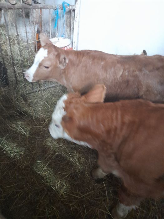 Taurasi si vitea baltati
