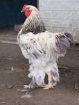 Cocosi brahma metis