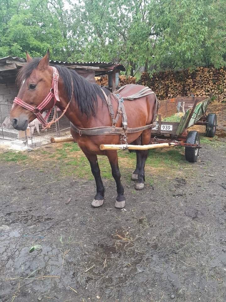 Vnd ham si caruta de un cal