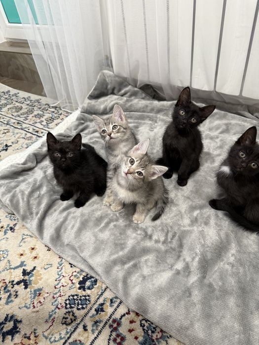 Котята в добрые руки