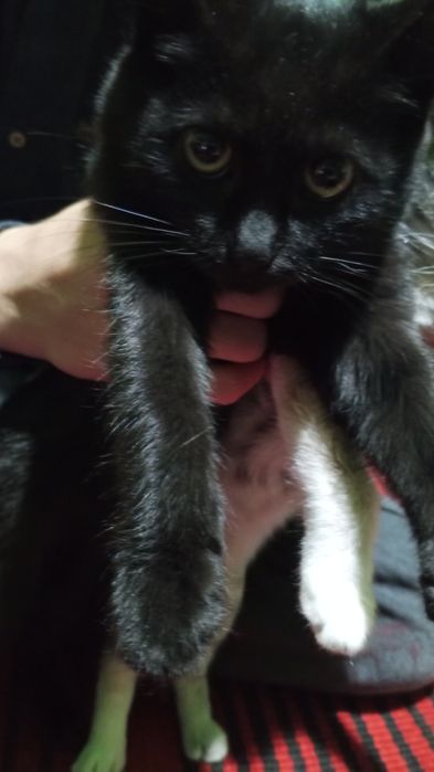 Отдам даром в добрые руки котёнка, очень спокойная.