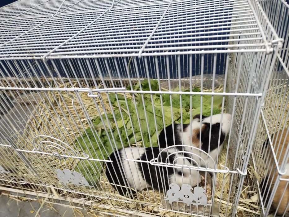 Морской свинкалар Соглом парвариш килинглар