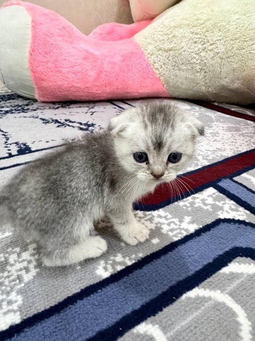 серебристая шиншилла