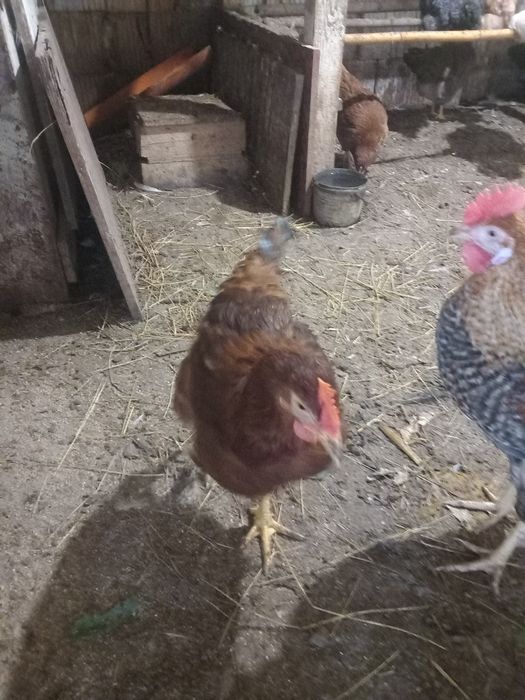 Петли и пуйки и пуяци