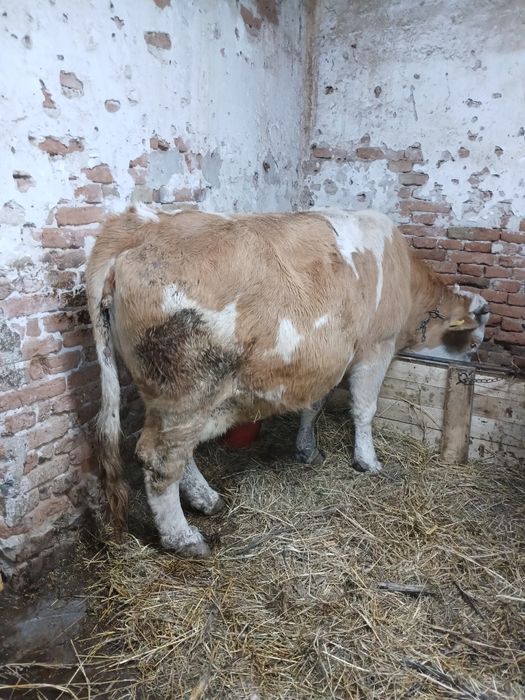 Vaca pentru sacrificat