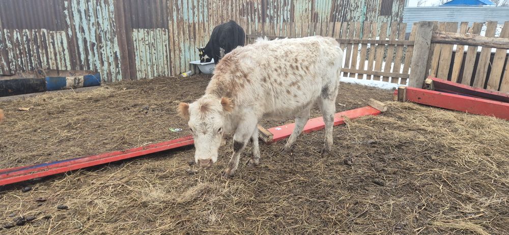 Продам коров 5 голов