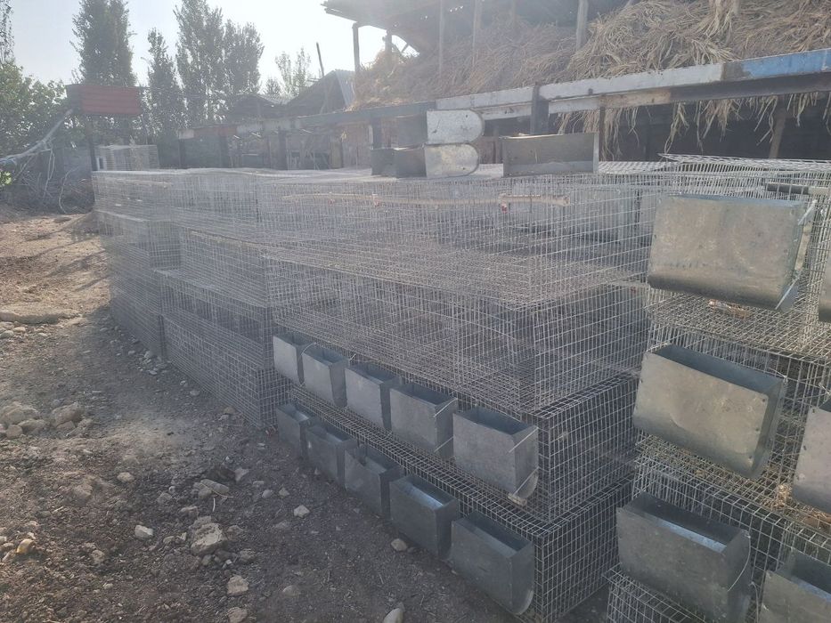 Quyon setka kormushka bolaxonasi bilan