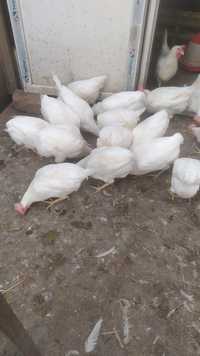 Găini albe de vanzare
