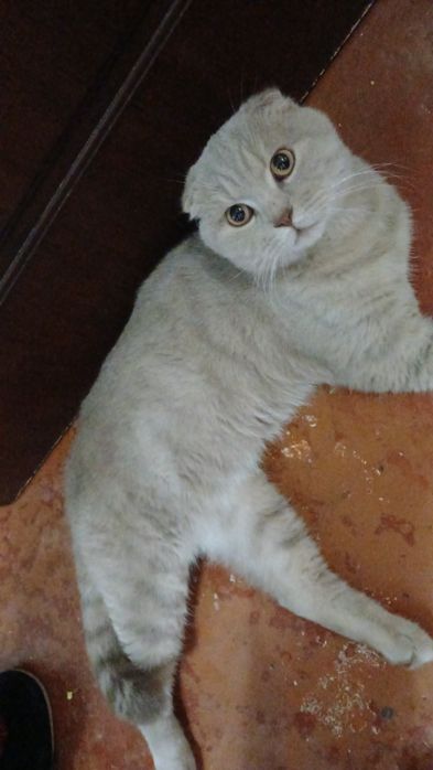 Скотиш фолд мальчик