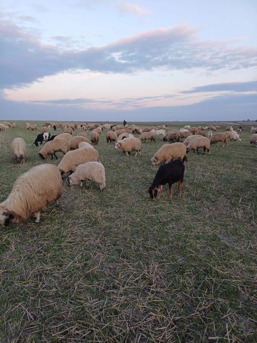 Vând 50 de oi Comuna Giubega.