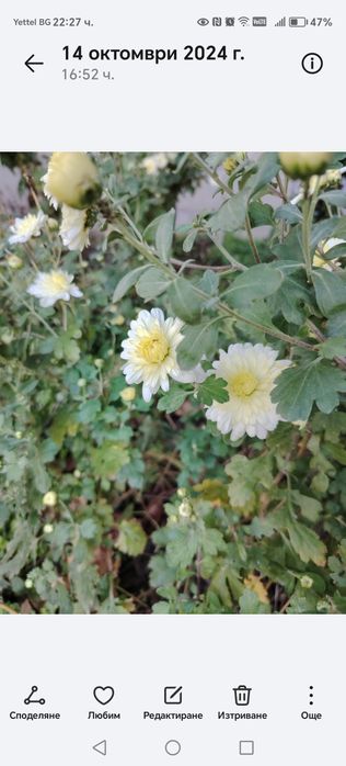 Ирис бял и жълт, хемерокалис,хризантеми