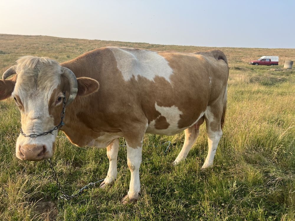 Vaca de vanzare.