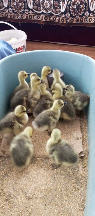 Boboci  gîsca leșeasca Pitești