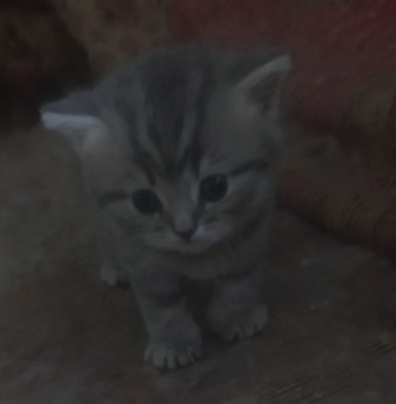 Британские котята