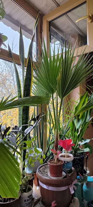 Цветы Пальмы различные растения