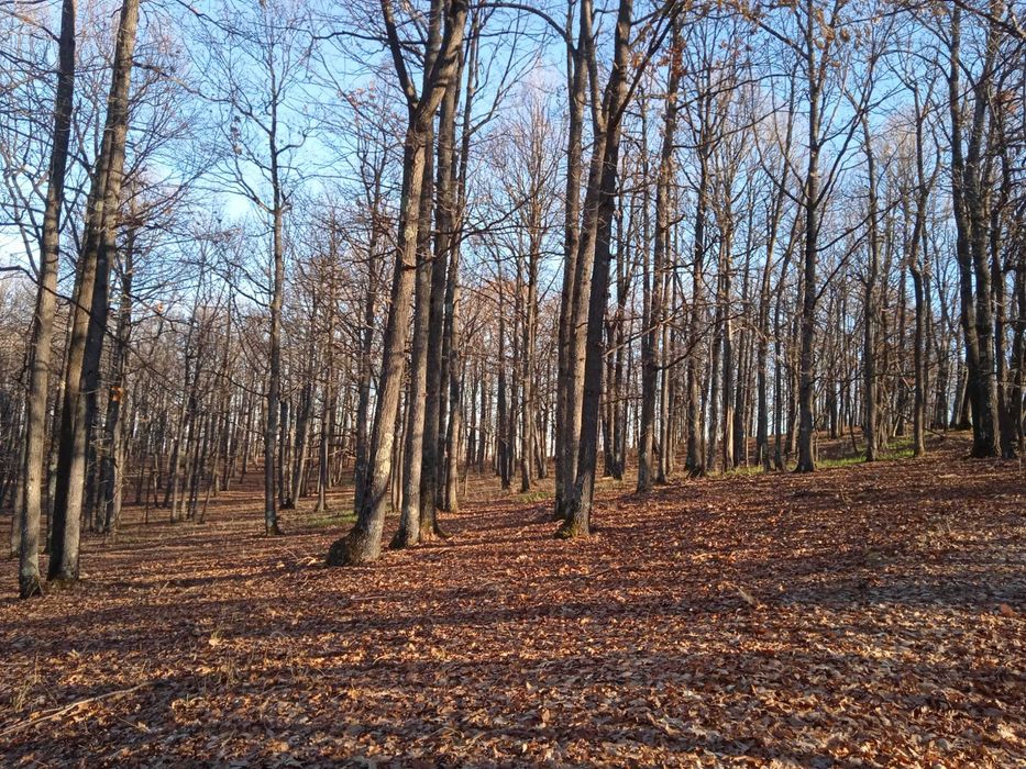 Pădure foioase Jupânești, Gorj 12,5 ha