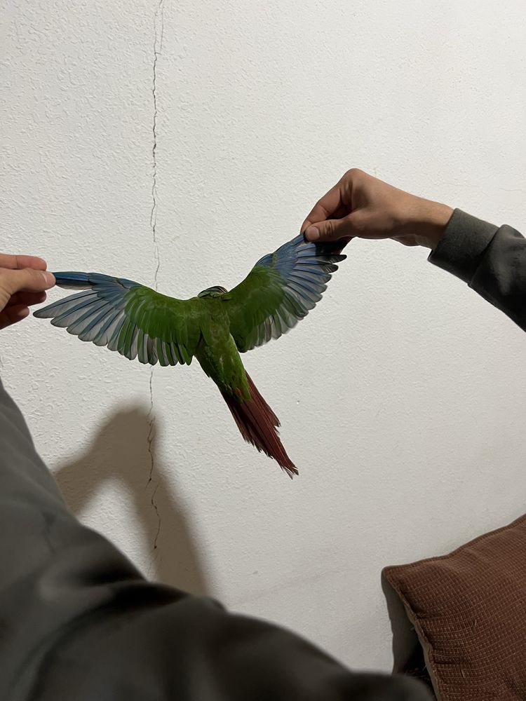 srocna sotiladi  toti quw