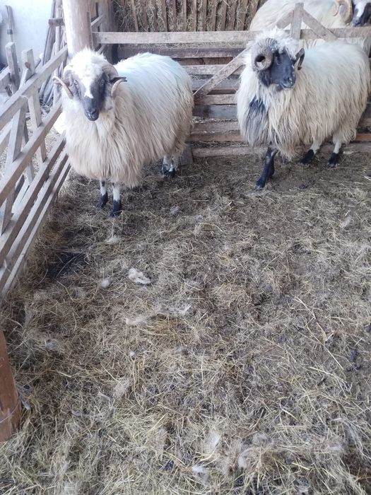 Berbeci de vanzare