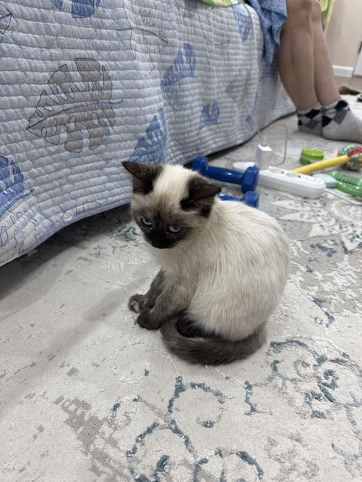 Беслатно Сиамский котенок(пародистый)