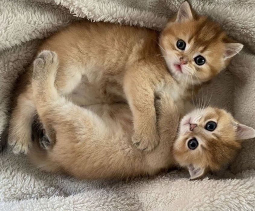 Золотая шиншилла