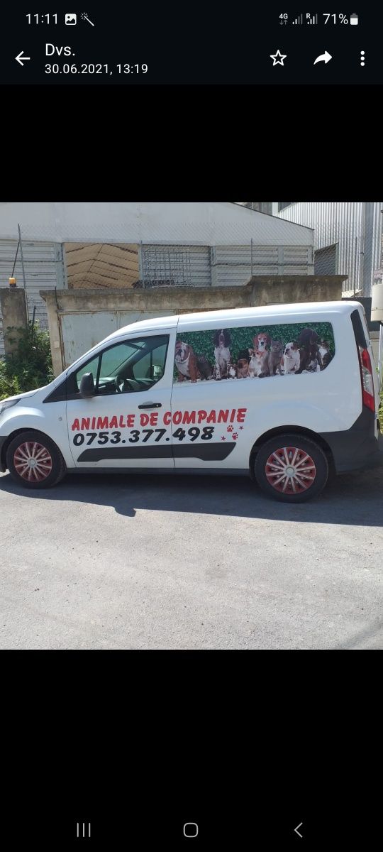 transportam animale de companie Romania-Spania