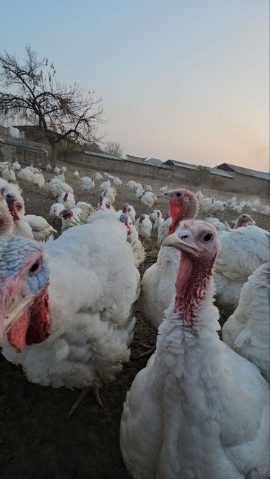 G'ulg'uli sotiladi kilosi 65000 ming sumdan sotiladi