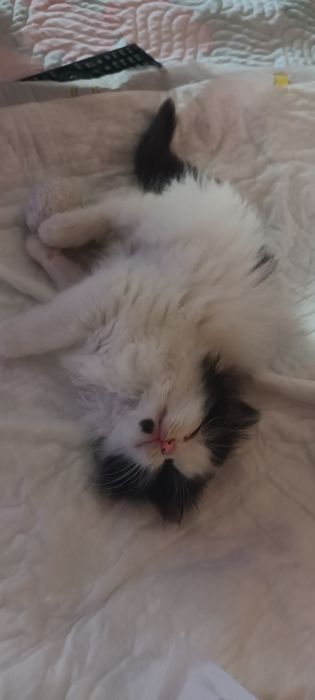 Pui de pisica ghemotoc de lana pufos