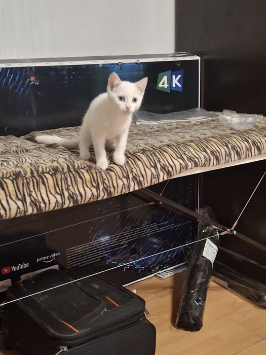 Котенок белый 3 месяца